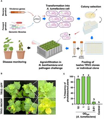 Plant-induced bacterial gene silencing: a novel control method for bacterial wilt disease